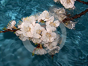 Flowers in water