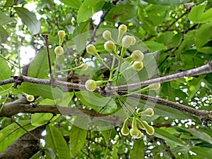 Flowers from water apples that develop into prospective fruit or ovaries which will later become water apples fruits