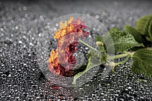 Flowers with water drops on dark colorful background