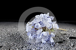 Flowers with water drops on dark colorful background