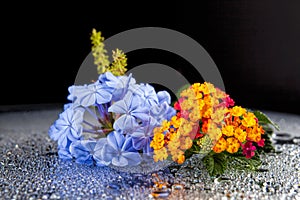 Flowers with water drops on dark colorful background