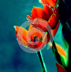 Flowers with water drops