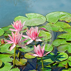 Flowers of water lilies