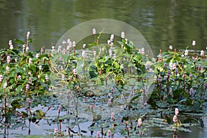 Flowers of Water Smartweed