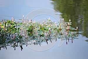 Flowers of Water Smartweed