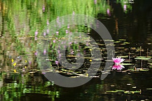 Flowers on water surface