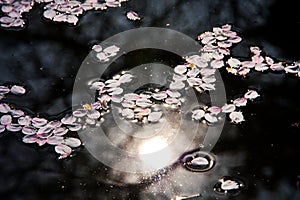 Flowers on the water