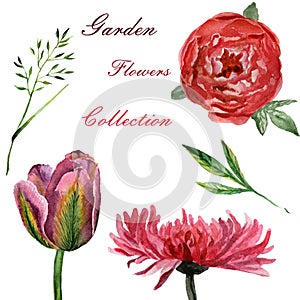 Flowers watercolor illustration. Set of garden flowers on a white background