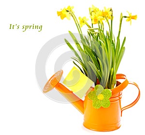 Flowers in watering can