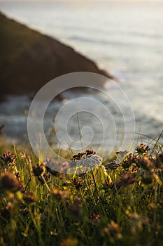 Flowers and waves in the sunset in the cliff