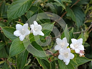 Flowers of Weigela florida