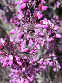 Flowers of Western redbud, California redbud, Cercis occidentalis