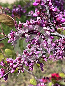 Flowers of Western redbud, California redbud, Cercis occidentalis