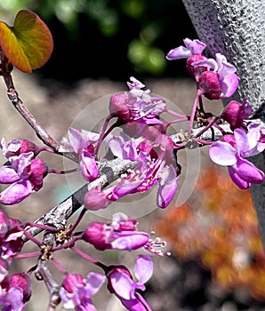 Flowers of Western redbud, California redbud, Cercis occidentalis