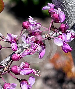 Flowers of Western redbud, California redbud, Cercis occidentalis