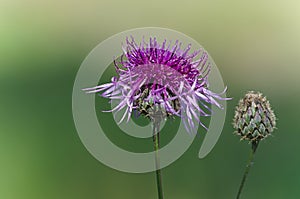 Flowers of Western Siberia