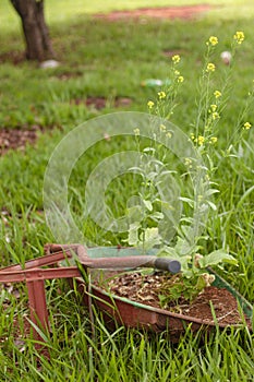 Flowers in the wheelbarrow in the garden