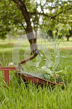 Flowers in the wheelbarrow in the garden photo