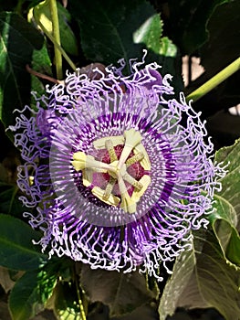 Flowers which makes the nature more aromatic