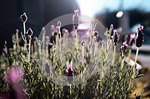 The sun which nourishes