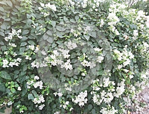 Flowers_White_