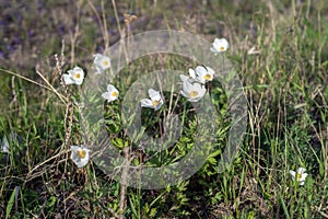 Flowers of white Anemones Anemone nemorosa grow on spring meadow.