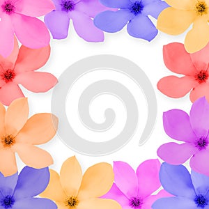 Flowers on white background