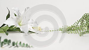 Flowers on white background with copy space