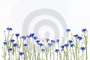 Flowers on white background. Top view, flat lay