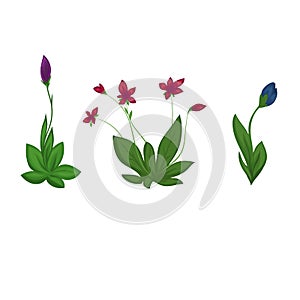 Flowers on a white background, vector flowers, design elements for floristics