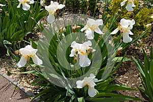 Flowers of white bearded irises