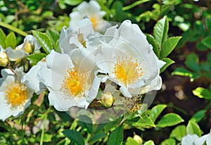 Flowers of white brier