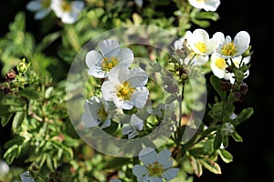 Flowers of white cinquefoil Potentilla on a bush