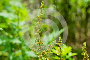 Flowers in White Clay Creek