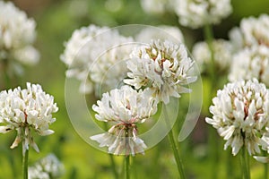 Flowers of white clover Trifolium repens plant in green meadow