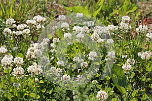 Flowers of white clover Trifolium repens plant in green meadow
