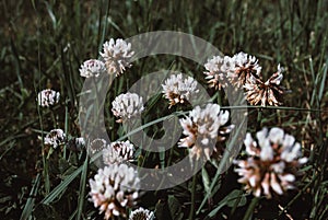 Flowers of white clower Trifolium repens in a lawn