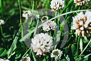 Flowers of white clower Trifolium repens in a lawn