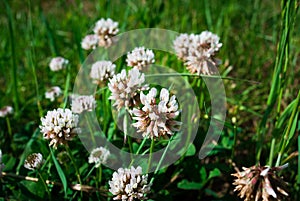 Flowers of white clower Trifolium repens in a lawn