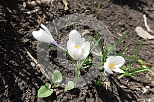 Flowers of white Crocus vernus photo