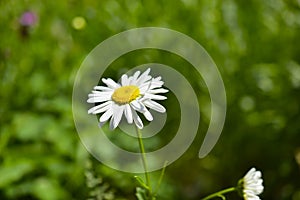 Flowers of white daisies close up in summer