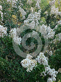 Flowers, white flowers at the garden IV