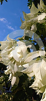 Flowers white forest earth whiteflower