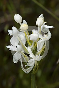 Flowers of white fringed bog orchid in New Hampshire.