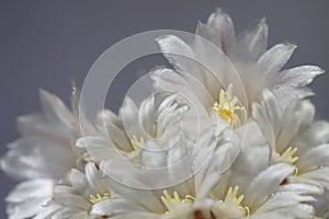 Flowers white-gray on blurry gray-blue background. The petals shine in the sun. Close-up. floral collage. flower composition.