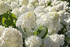 Flowers of white hydrangea or hortensia plants