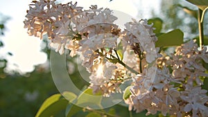 Flowers of White Lilac in the Rays of Sunset. Lilac Flowers Sway in the Wind