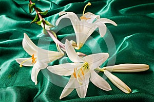 Flowers of a white lily close up.