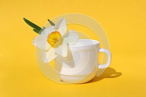 Flowers of a white narcissus stand in a white cup on a yellow background.