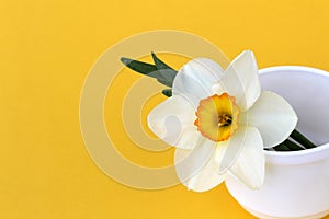 Flowers of a white narcissus stand in a white cup on a yellow background.